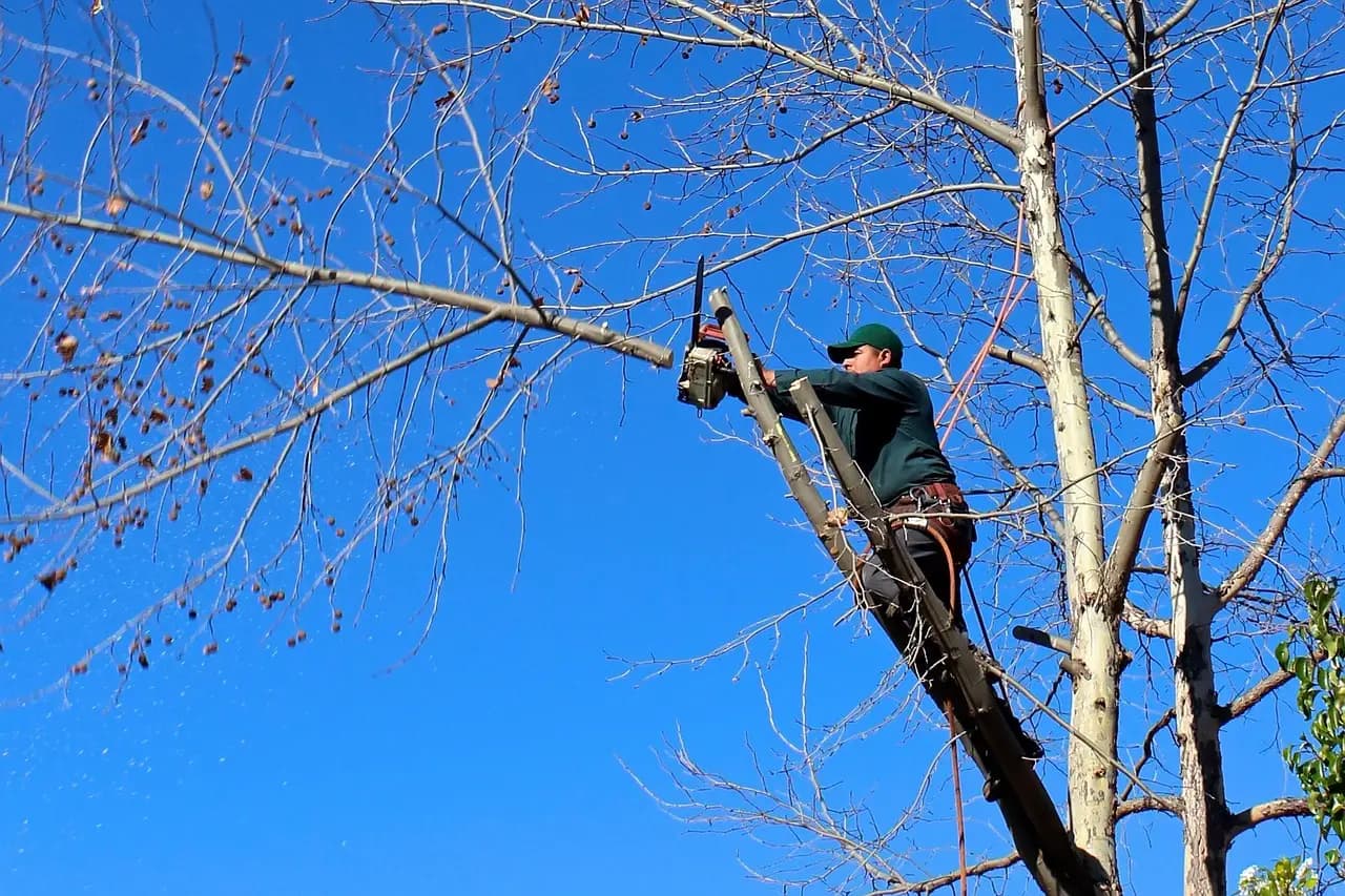 Professional trimming tree branches near a residential roofline